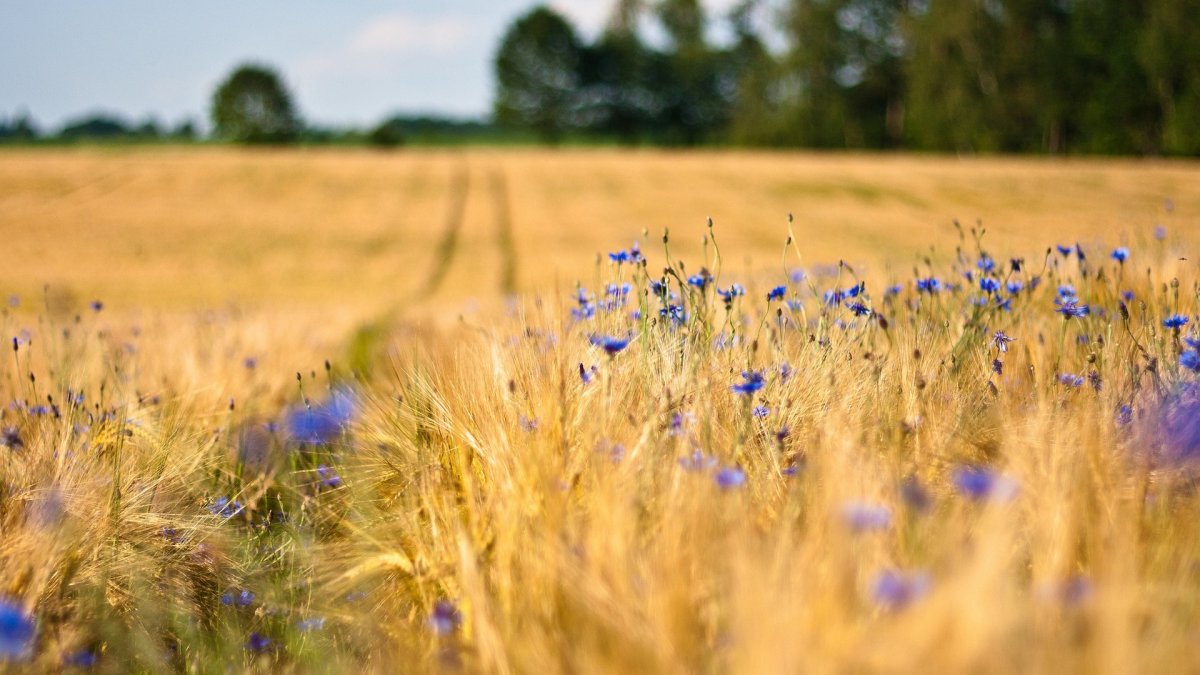 Ржаное поле с васильками