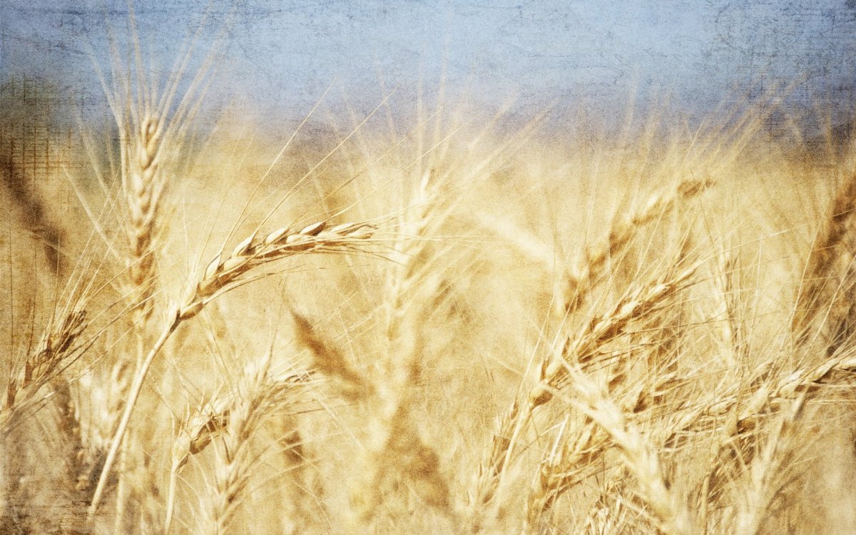 Белорусский фон для презентации