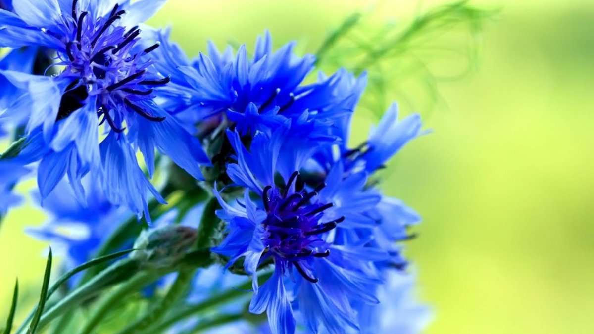 Ярко синий Василек