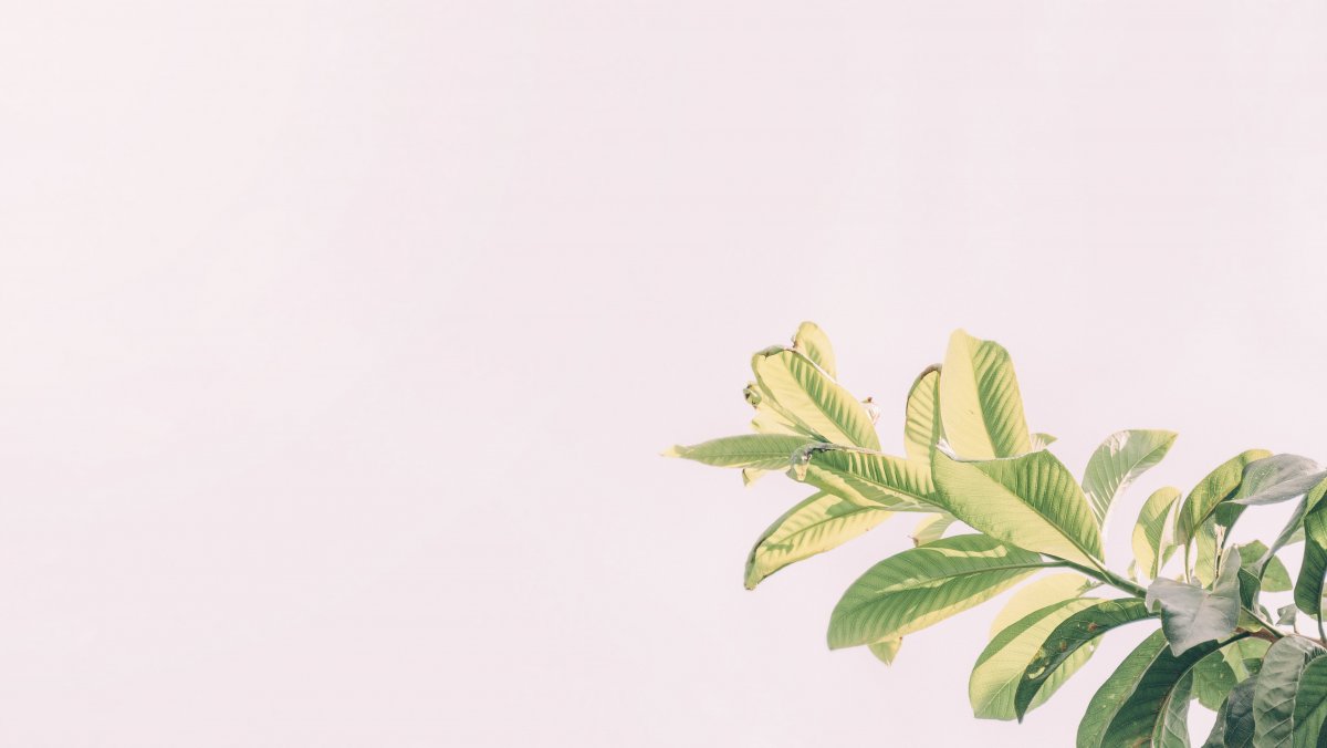 Бежевый фон с листьями