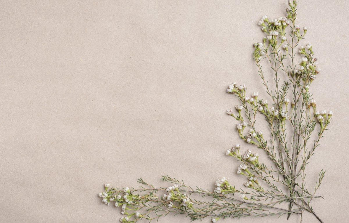 Веточка на Светлом фоне