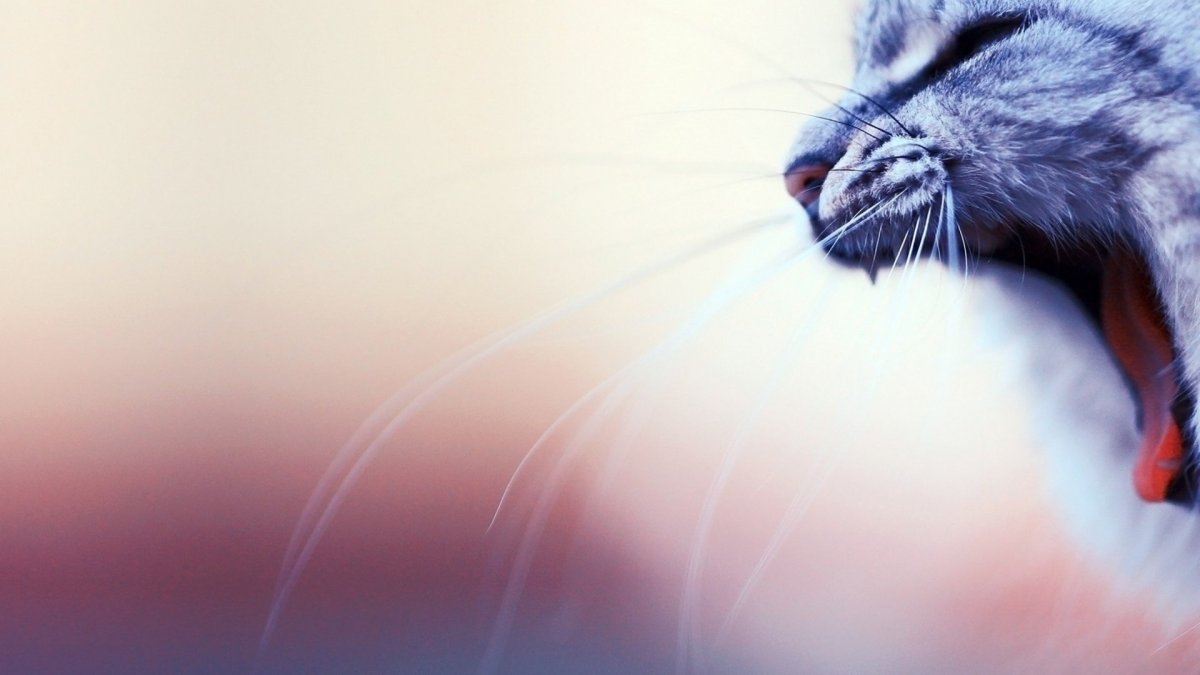 Фон кошки