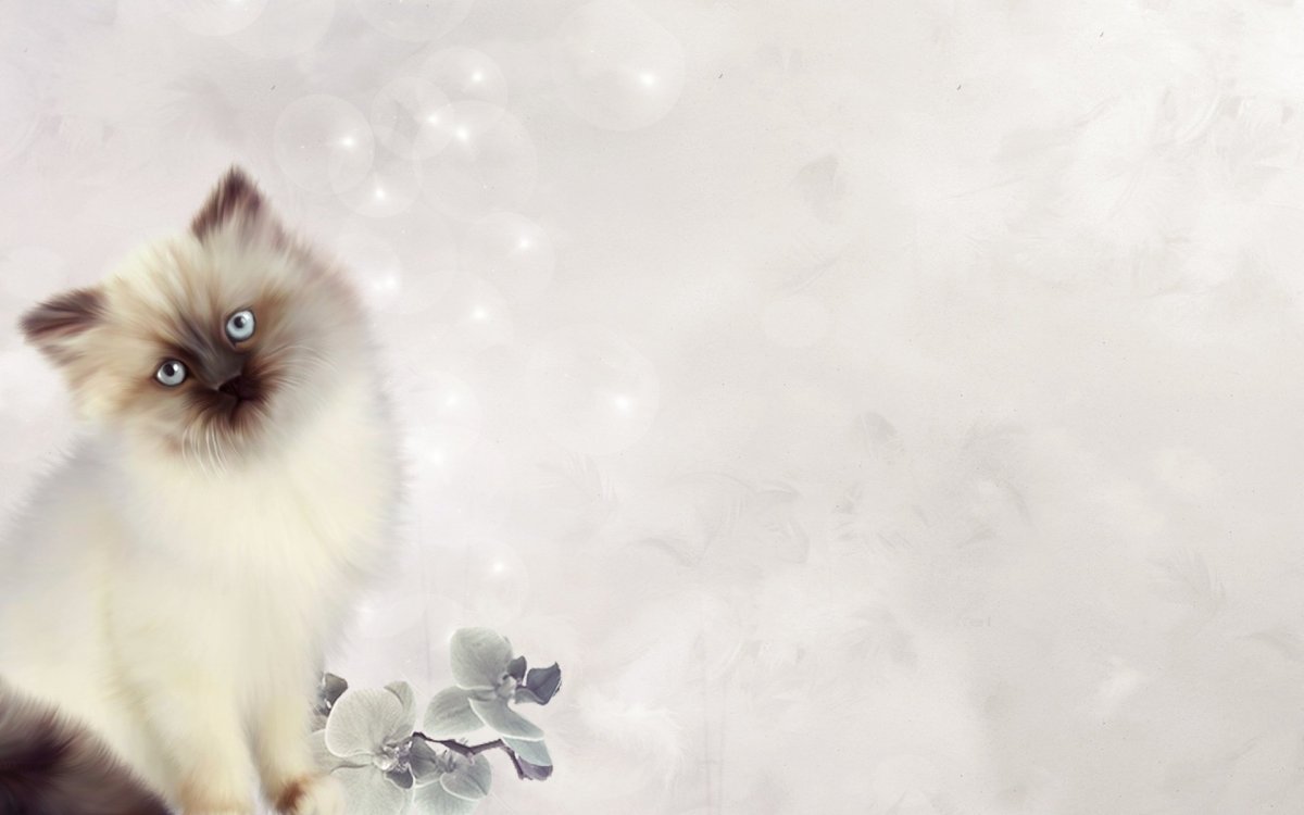 Фон для презентации кошки