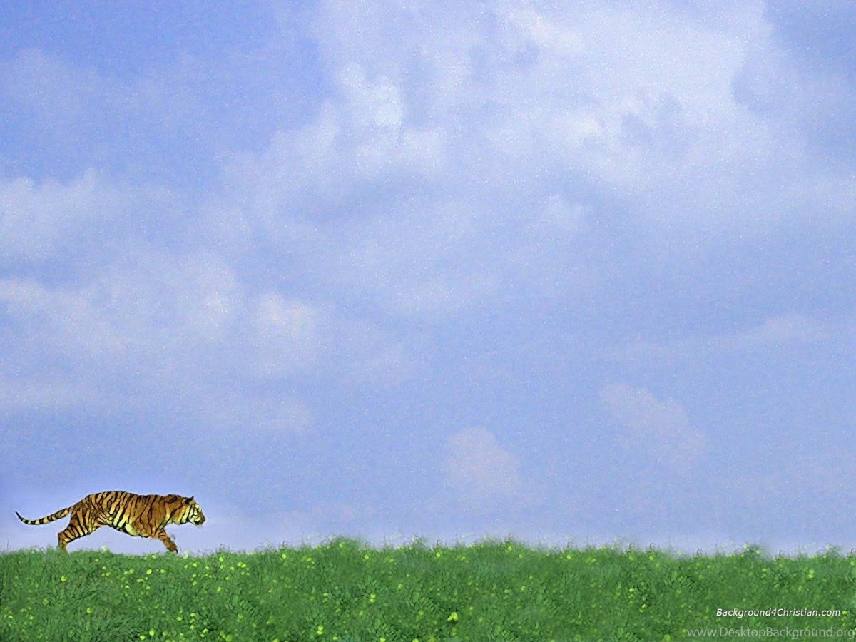 Фон для презентации животные