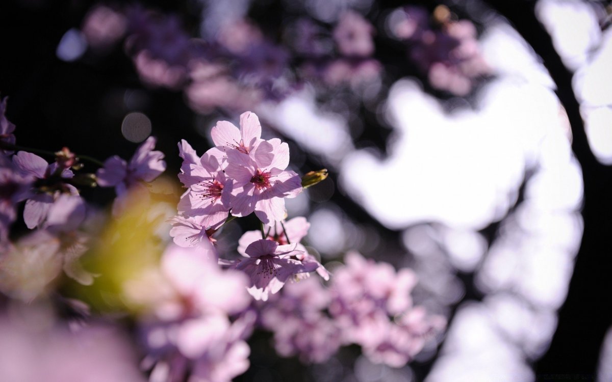 Расцветающее дерево