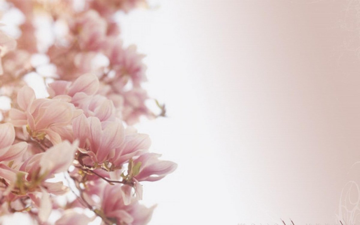 Нежные цветы сбоку