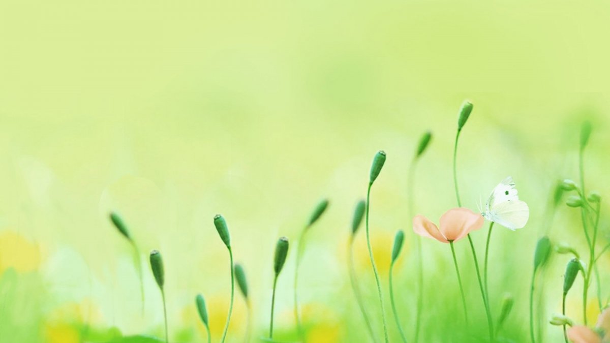 Фон зеленый нежный