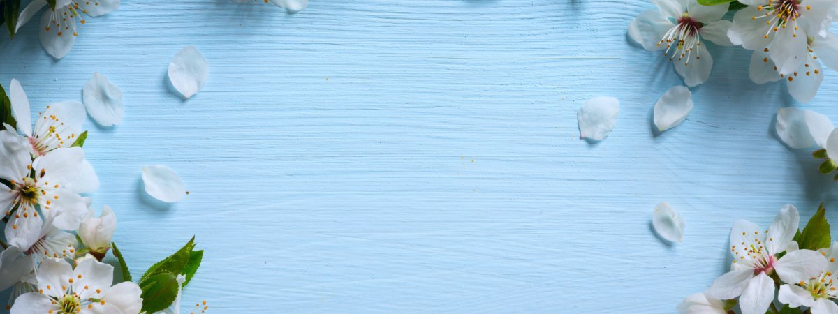 Яблоневые цветы фон