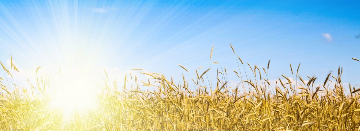 Казачьи фоны для баннера