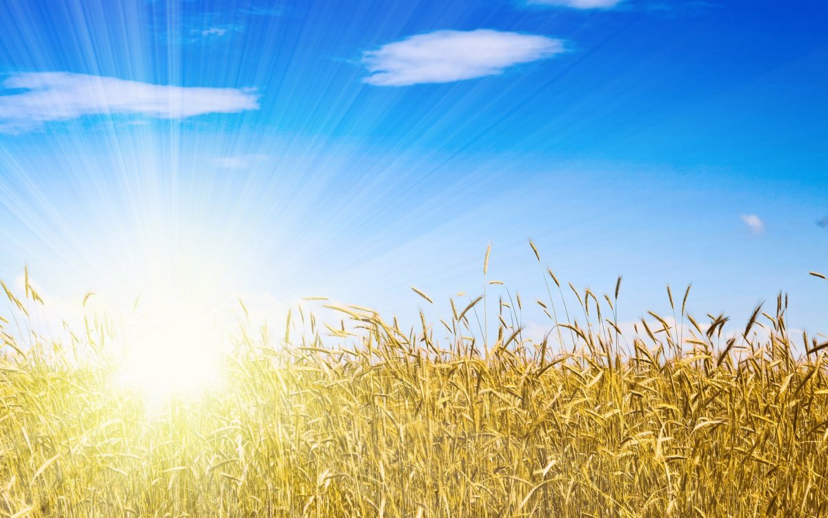 Пшеничное поле и голубое небо