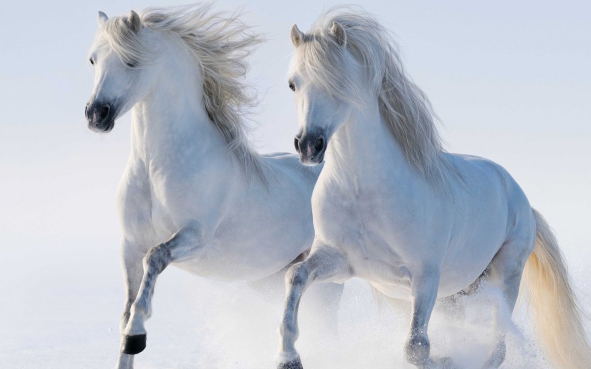 Фон для рабочего стола лошади