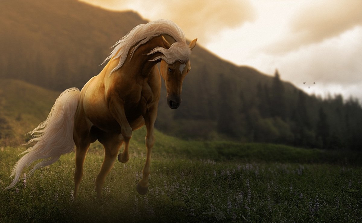 Лошади на природе