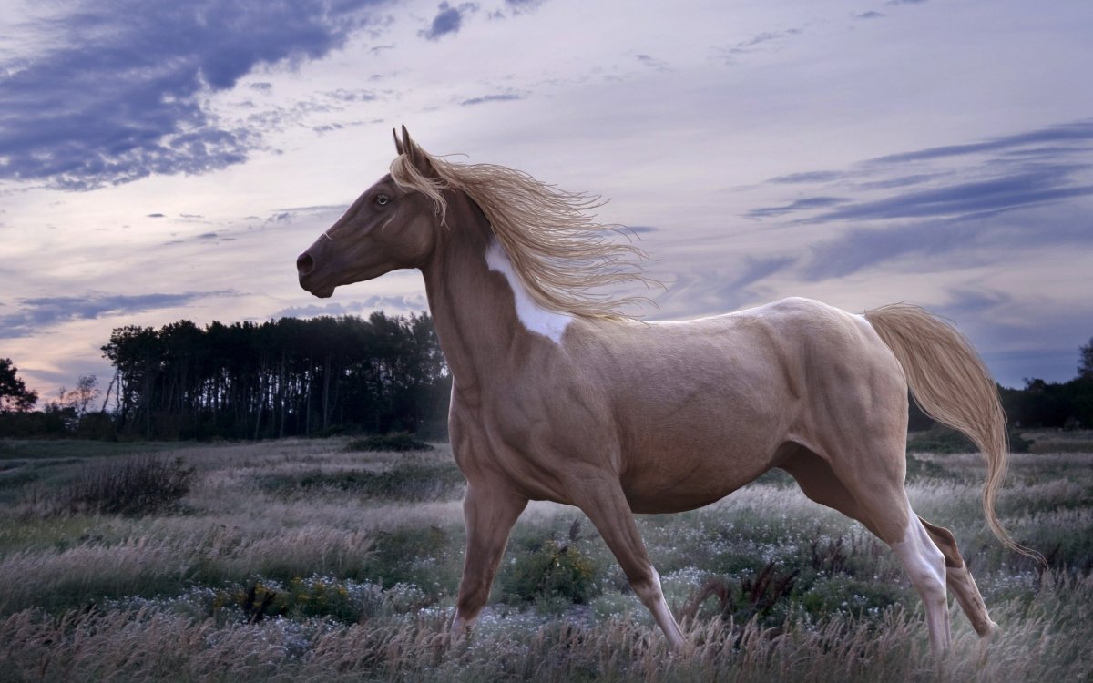 Изабелловая масть лошади