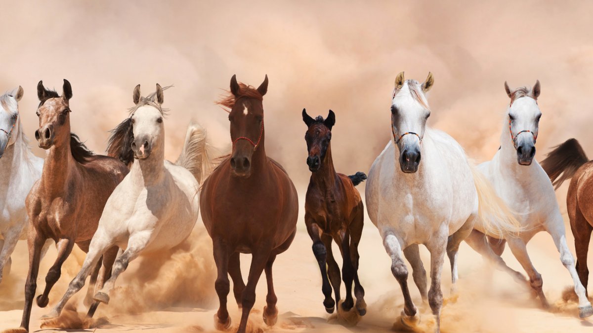 Табун лошадей