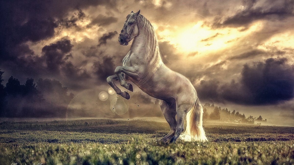 Фон для рабочего стола лошади