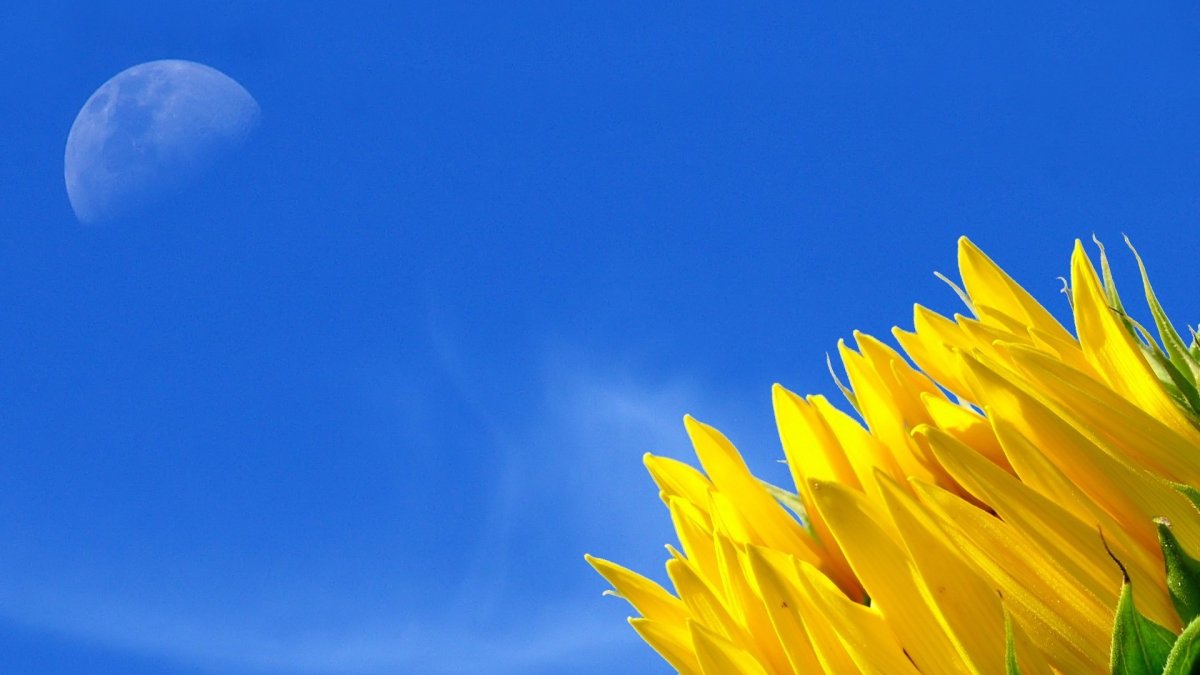 Желтые цветы на фоне неба