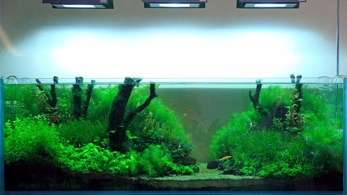 Акваскейп бонсай