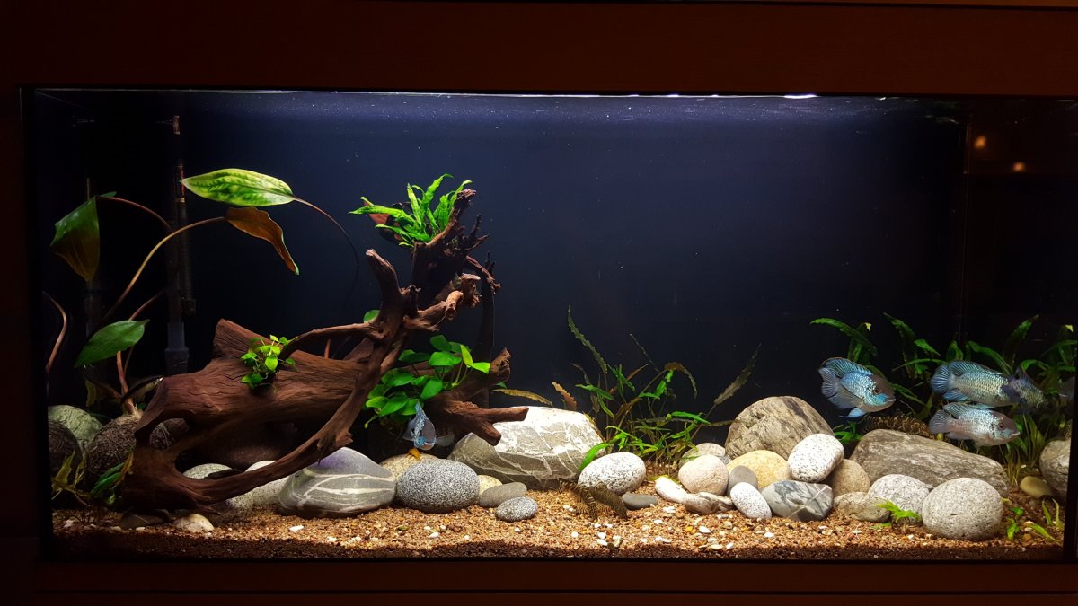 Фон для аквариума