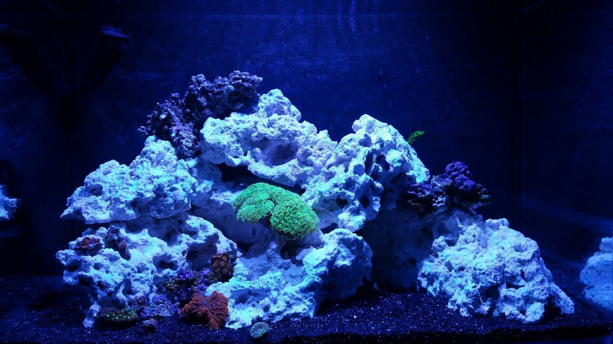 Фон для аквариума