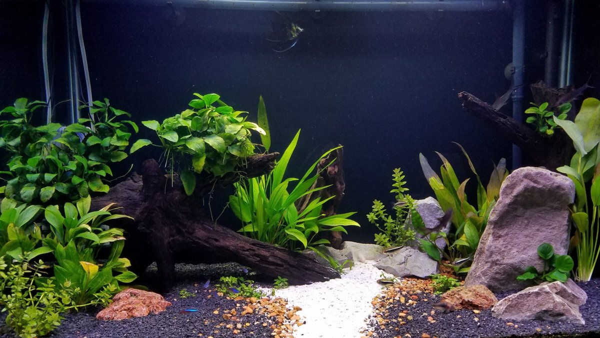 Такаши Амано цихлидник