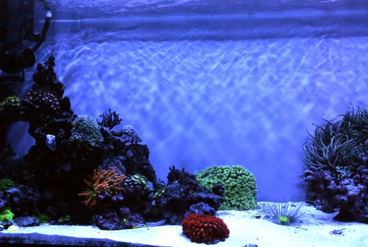 Проекты морских аквариумов