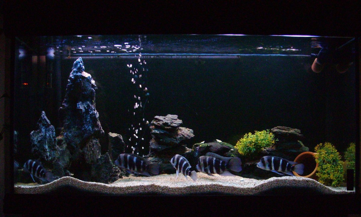 Аквариум цихлидник черный базальт