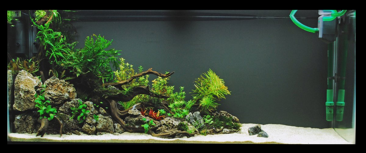 Акваскейп с корягами 200 литров