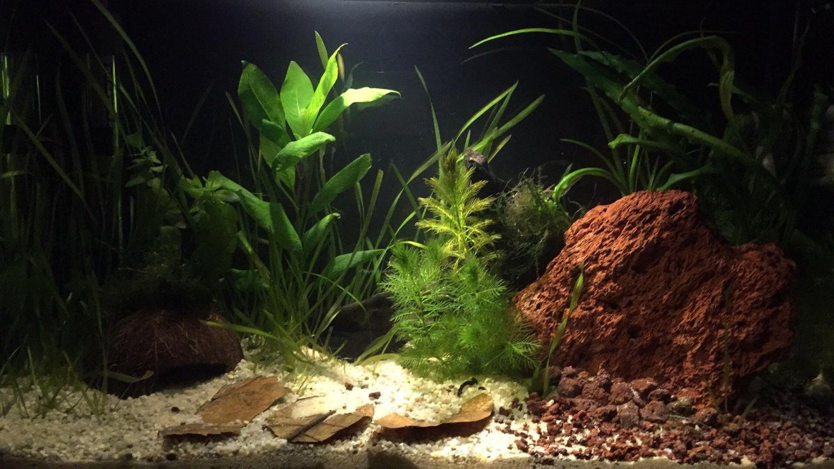 Аквариум речное дно