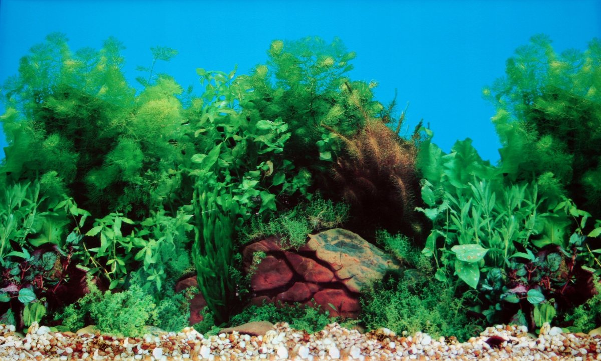 Красивый фон для аквариума