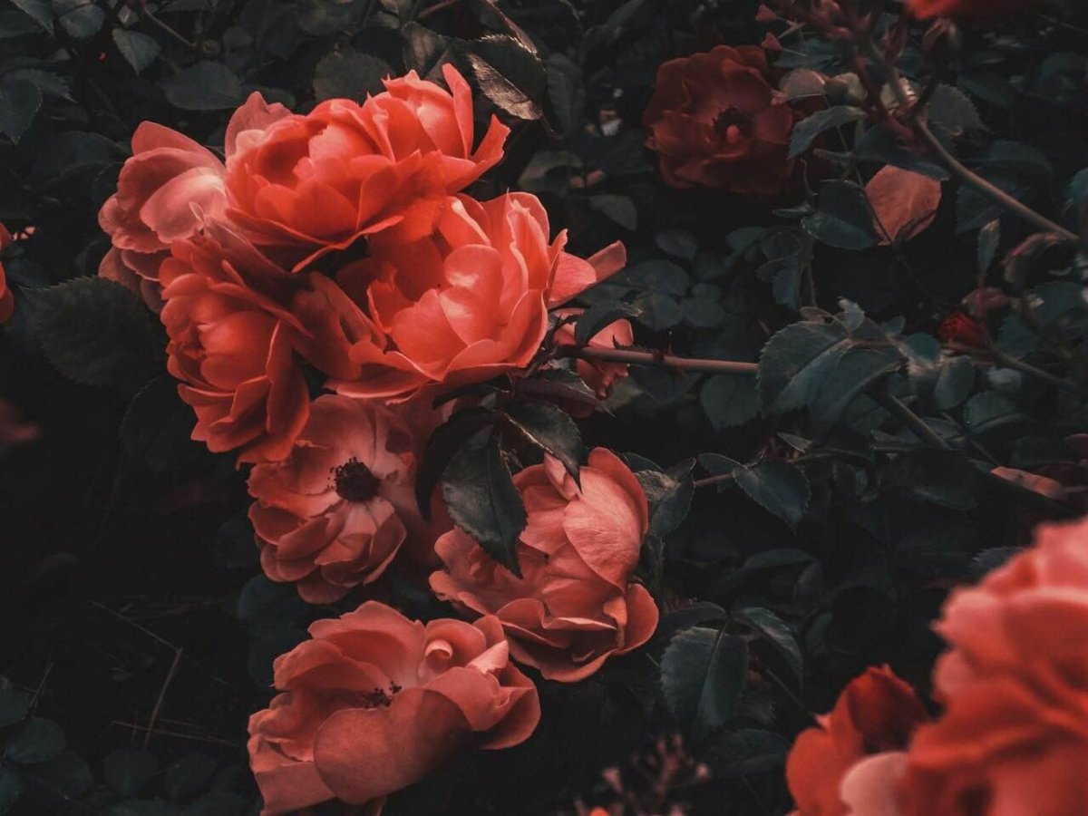 Эстетические цветы