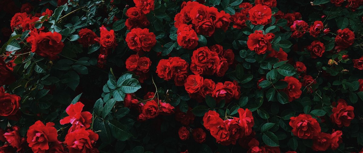 Фон на ноутбук Эстетика красный