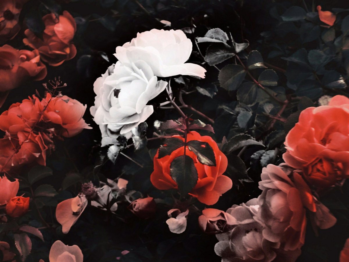 Белые и красные розы Эстетика