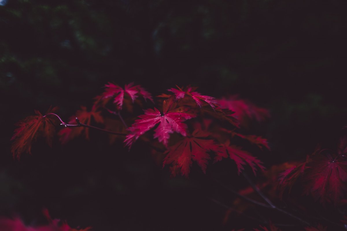Красные листья на черном фоне