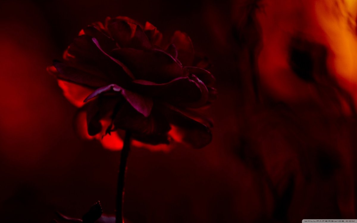 Бордовый цвет в природе