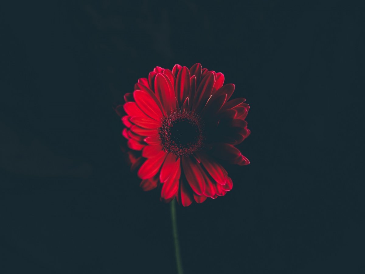 Кровавая Луна