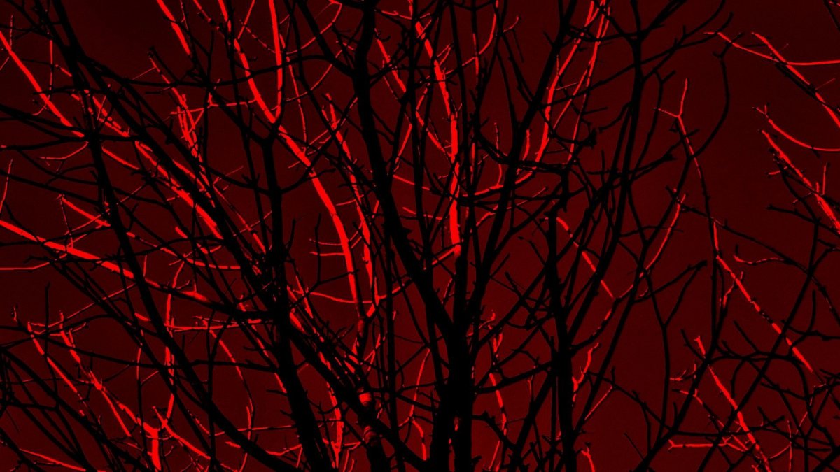 Красная ветка