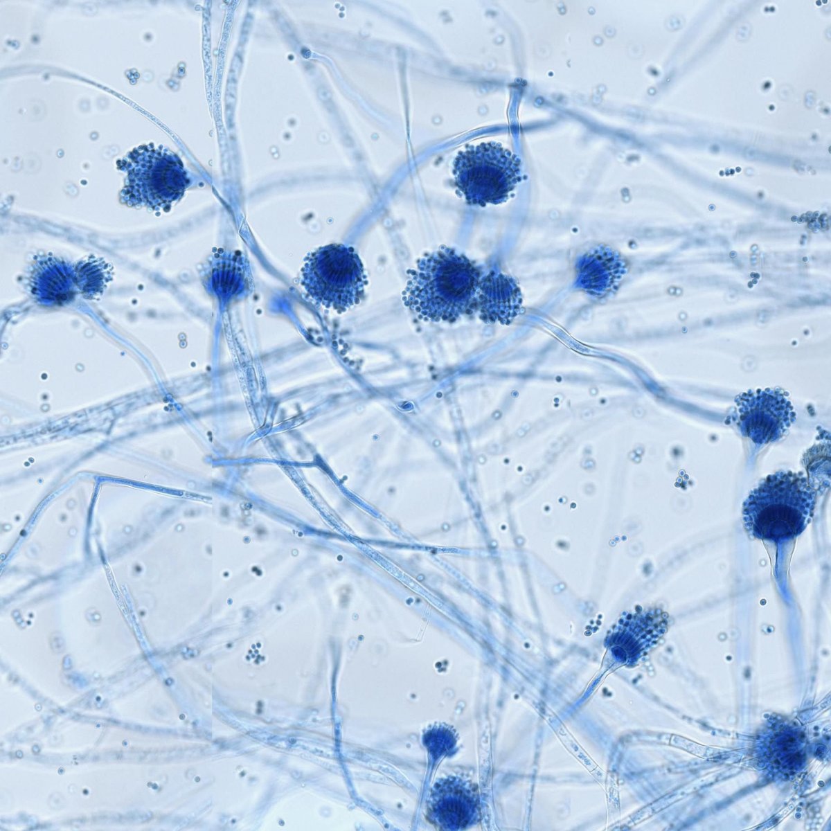 Микробиология картинки