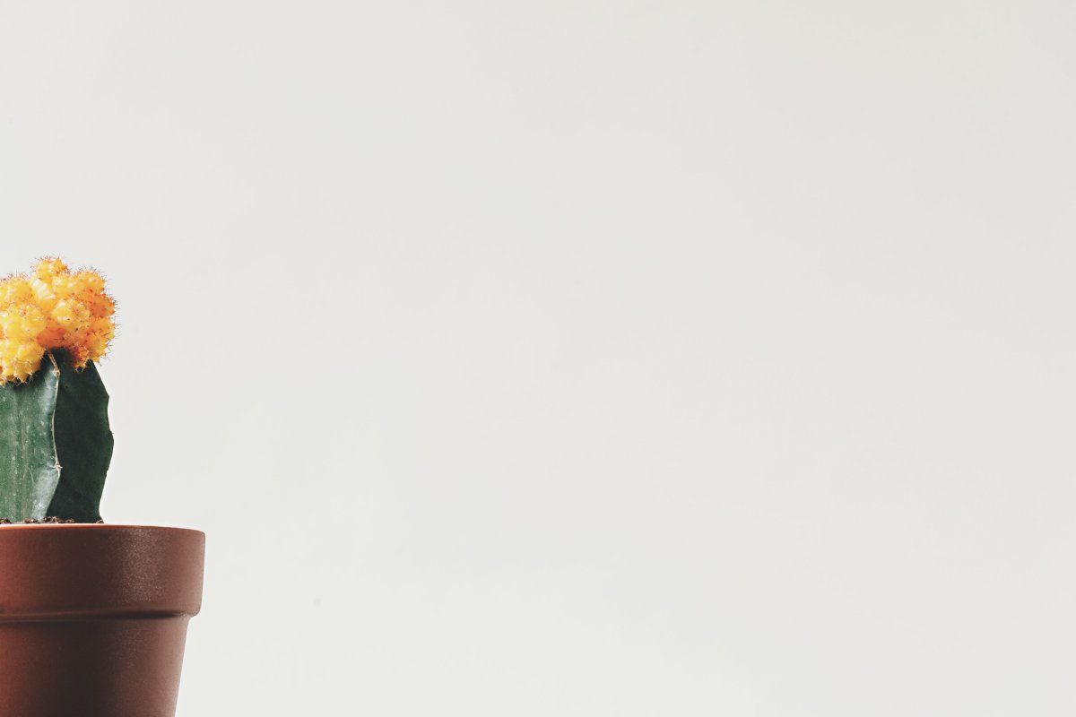 Цветы Минимализм