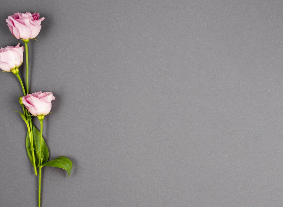 Красивые цветы Минимализм