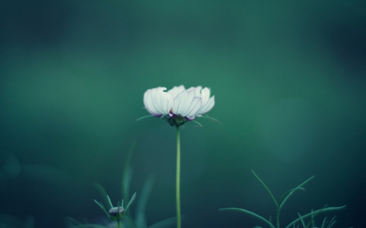 Фон Минимализм