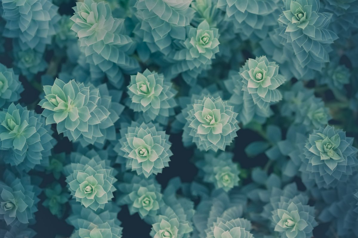 Весенняя ветка