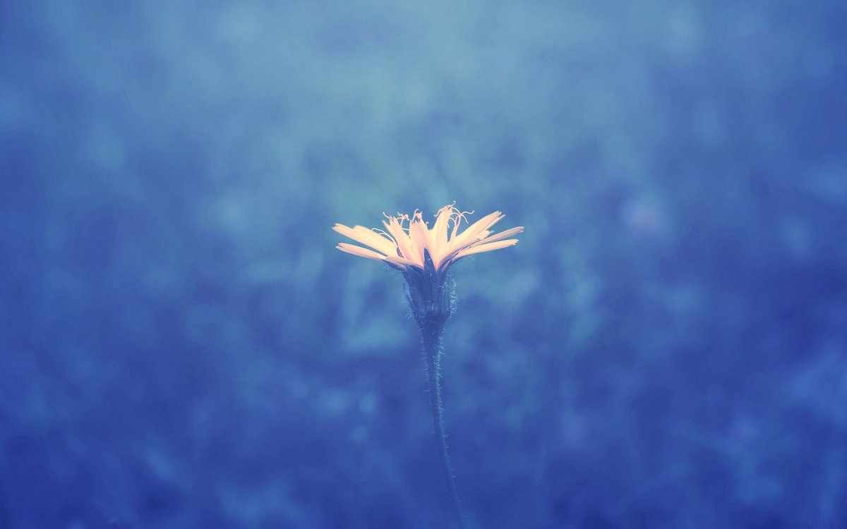 Фотофон с орхидеями