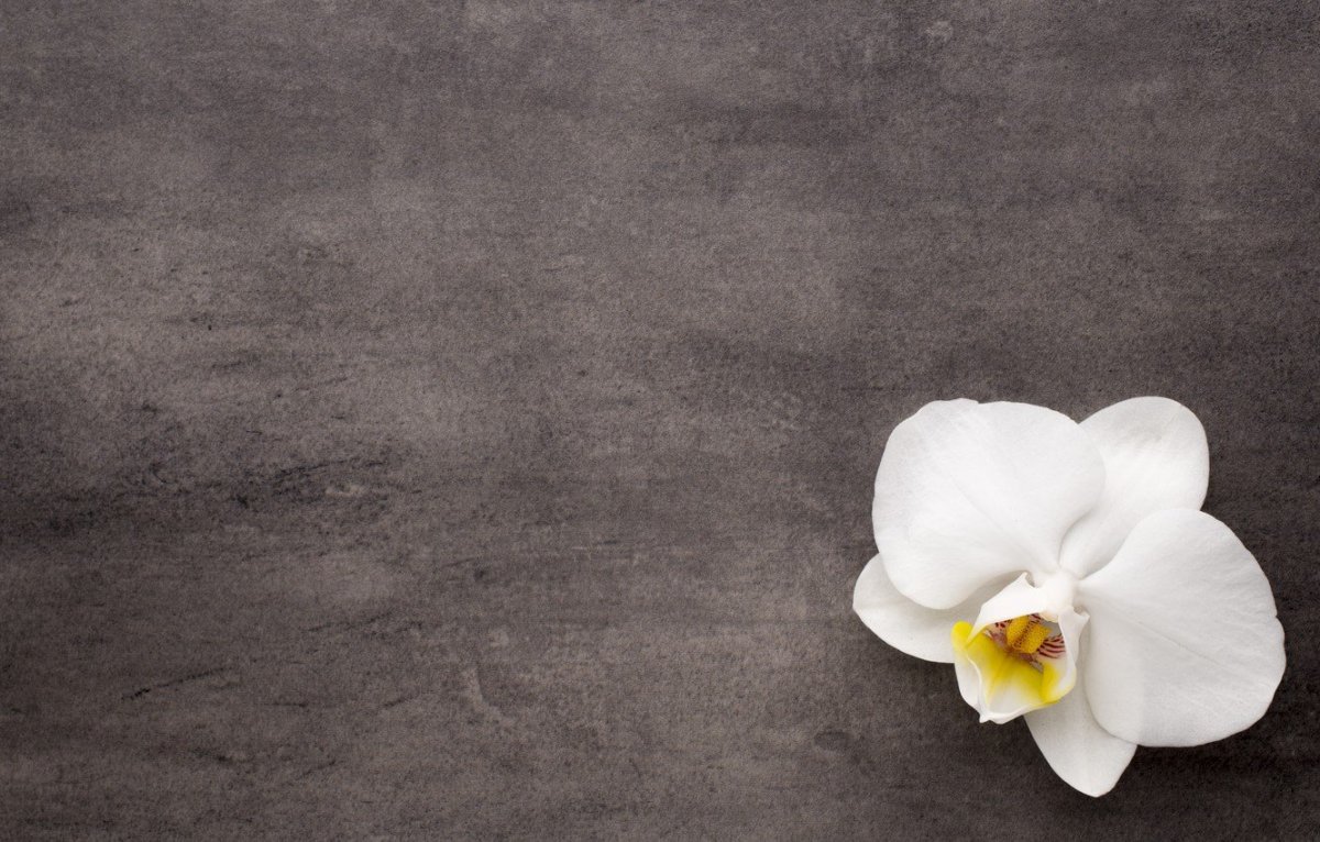 Цветок в горшке Минимализм