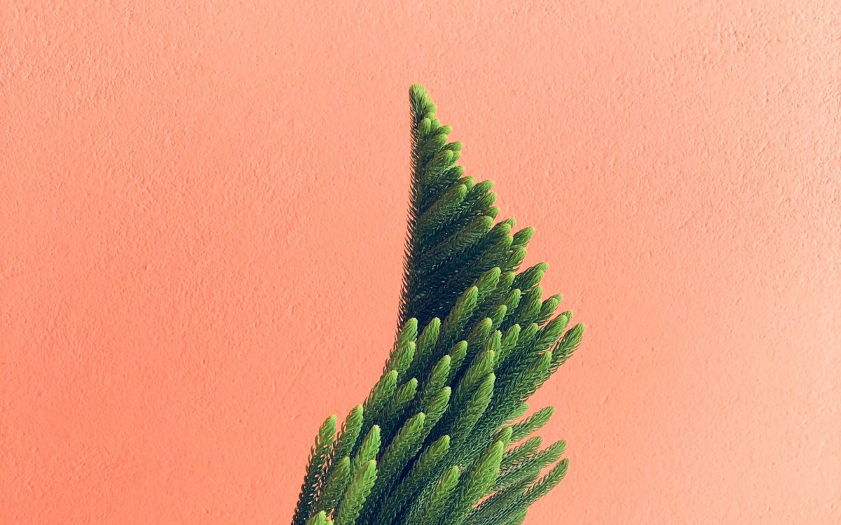 Экология Минимализм