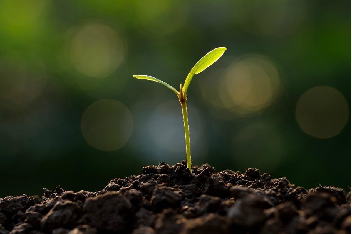 Росток из земли
