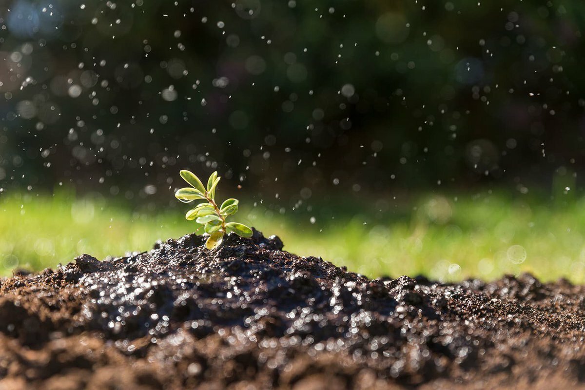 Росток в земле