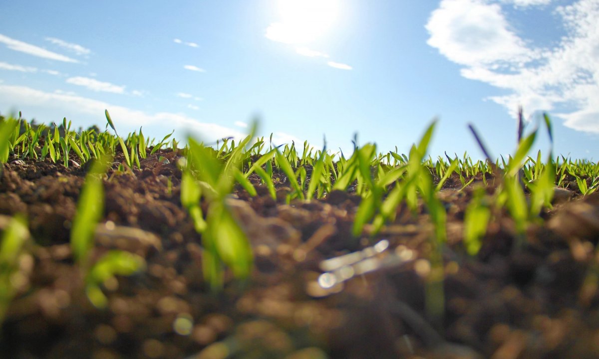 Земля с травой