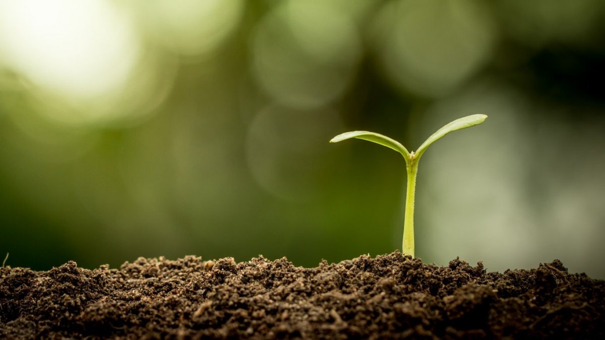 Росток из почвы