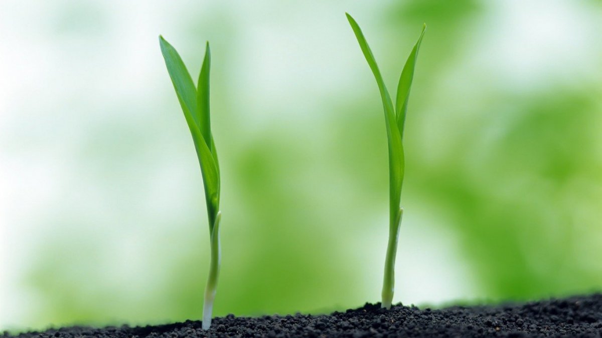 Зеленый Росток