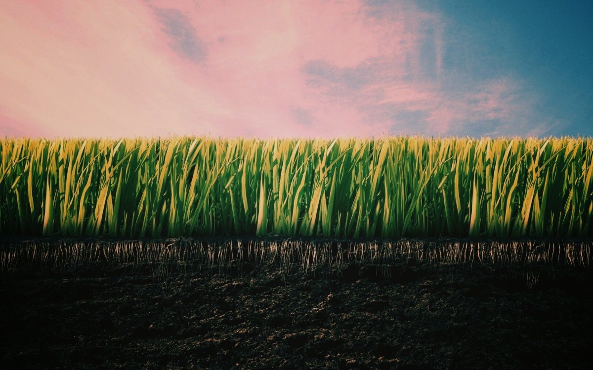 Чернозем с травой